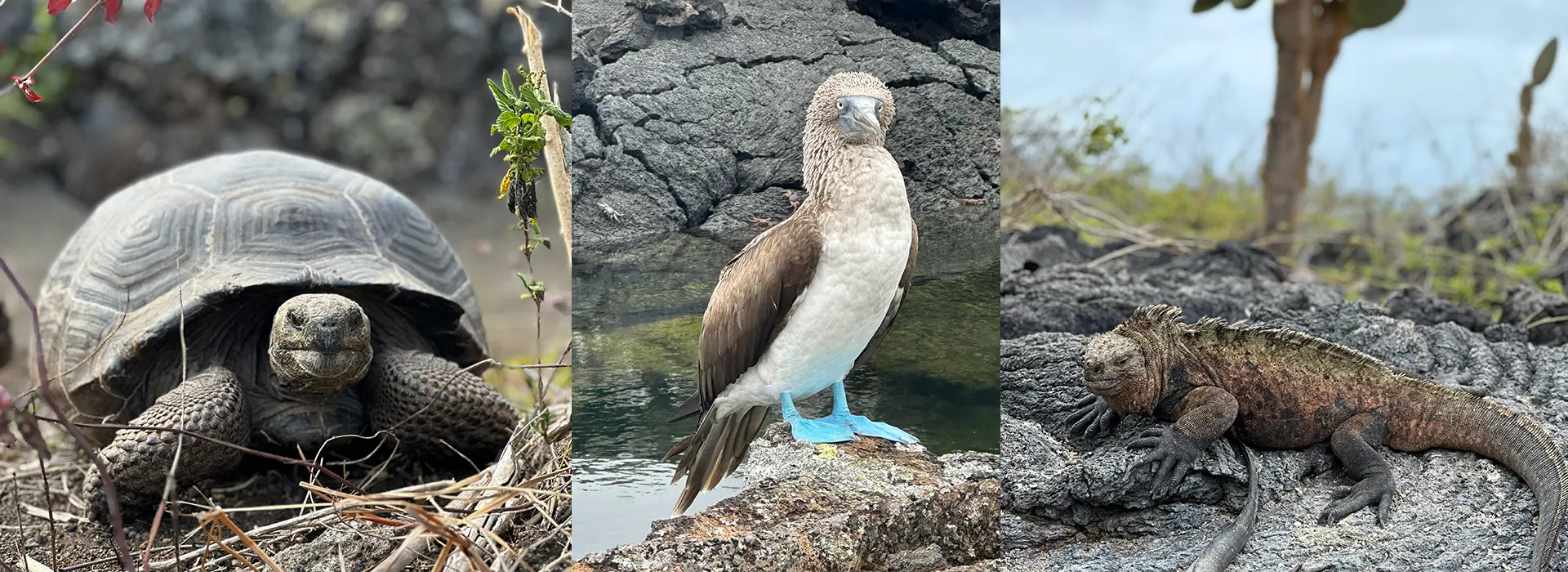 Collage of images showing giant tortoise, blue-footed booby bird and a marine iguana.