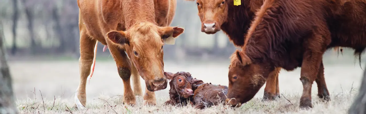 Cow nuzzles newborn calf while two other cows look on.