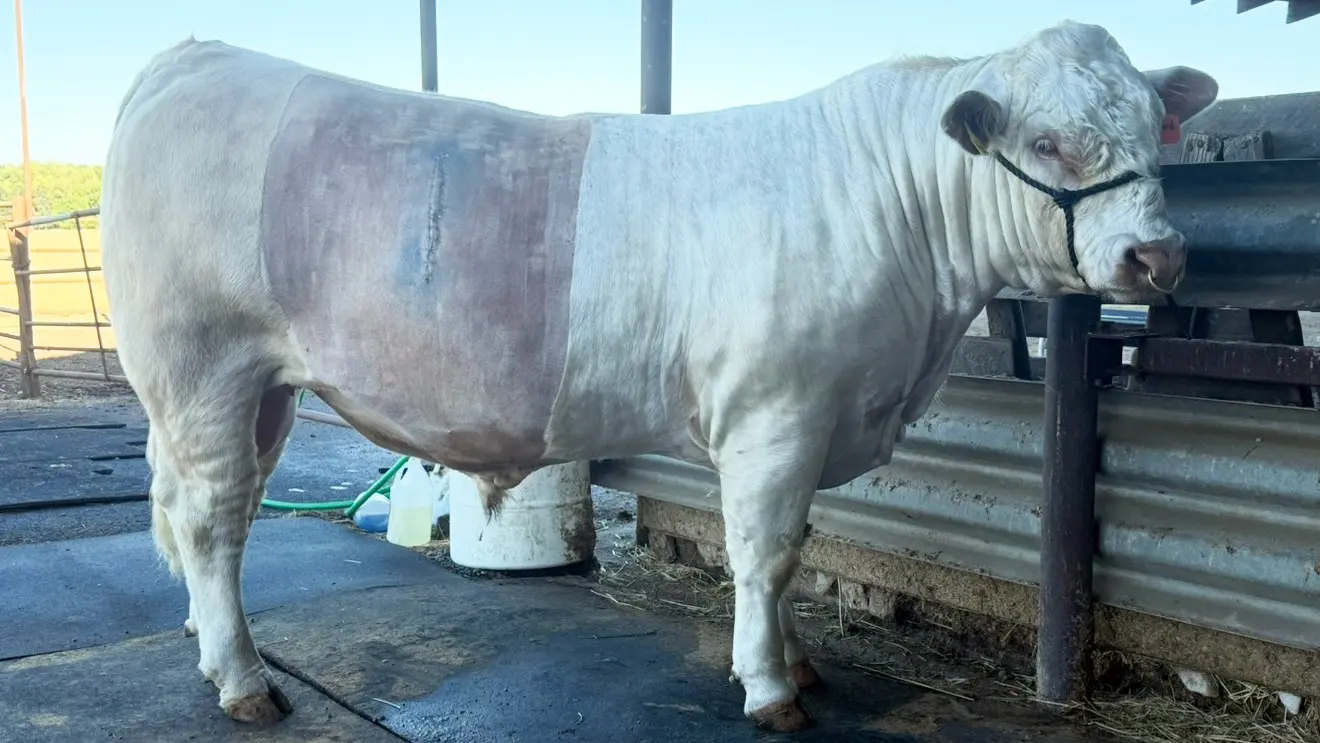 Charolais bull stands in stall with shaved side and healing incision.