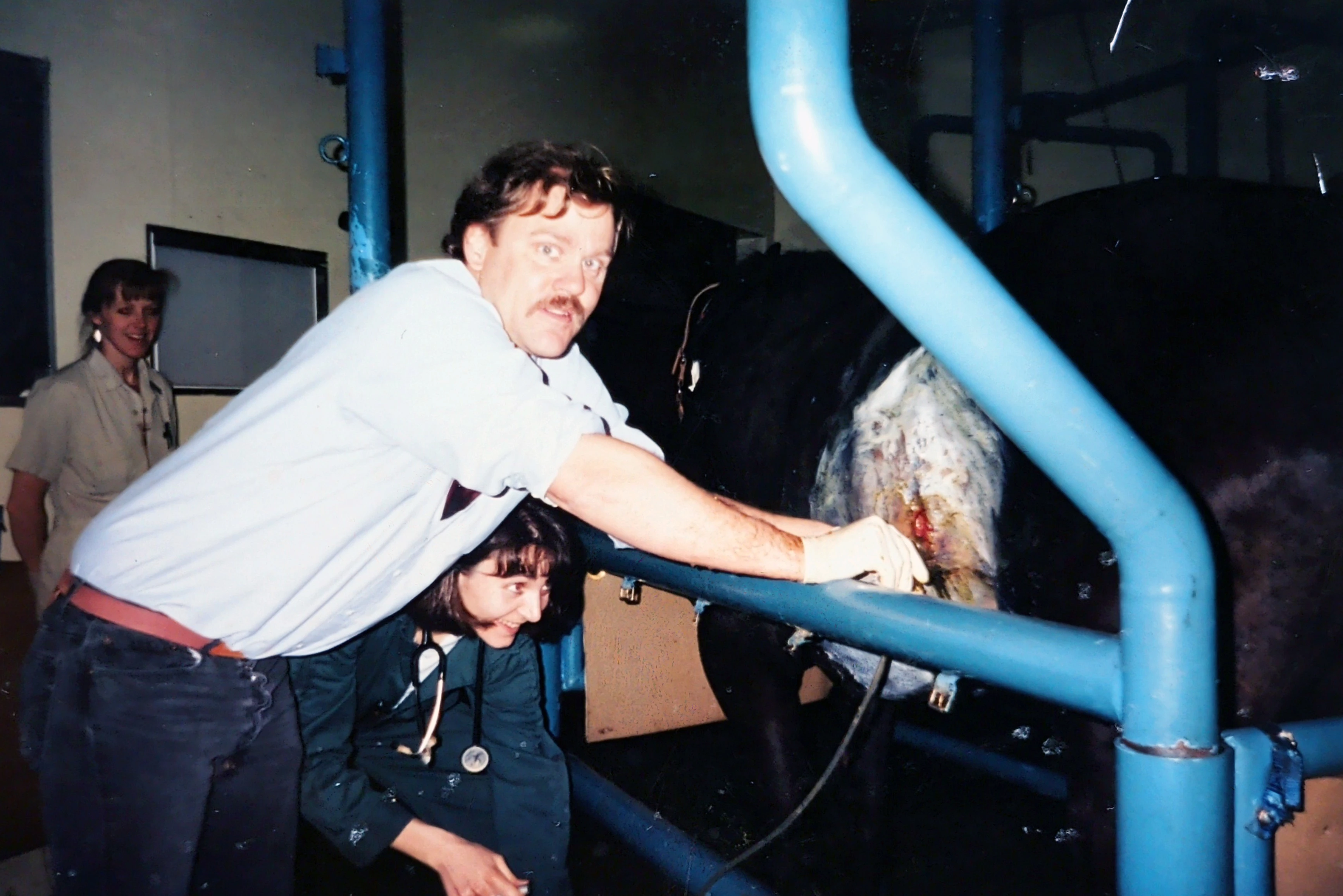 Dr. Huber draining the chest of horse in the veterinary hospital. 