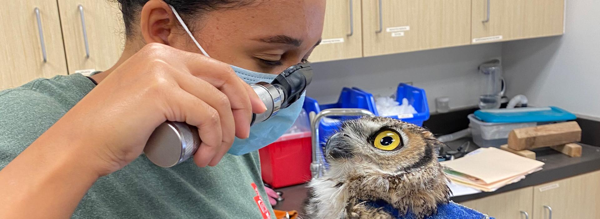 Veterinary student Kyndall Zieglowsky, class of 2023, inspects an owl's eye. 