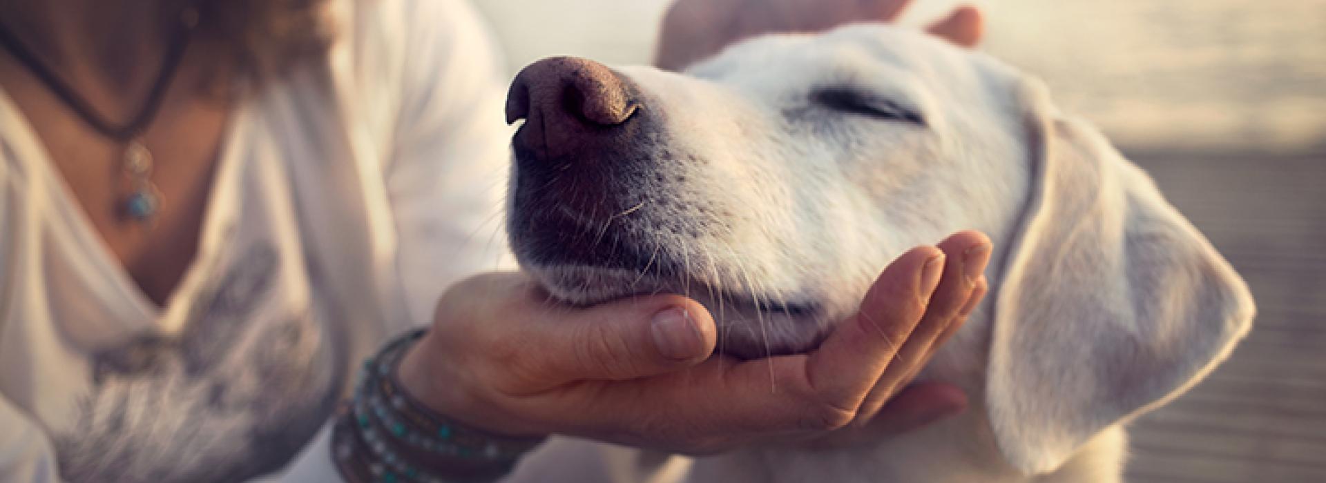 White puppy being petted