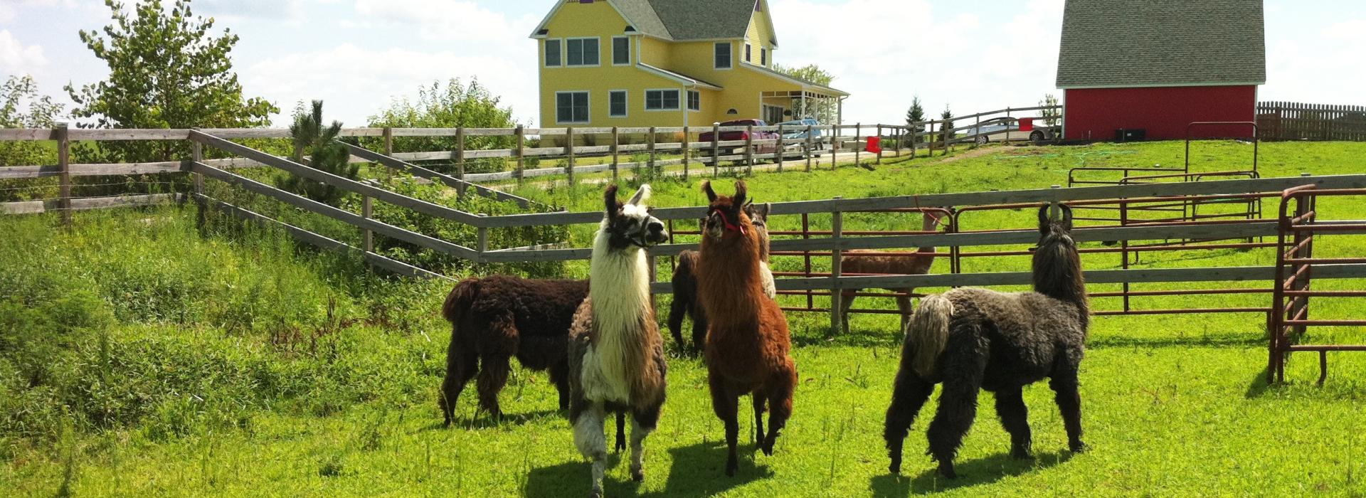Herd of camelids