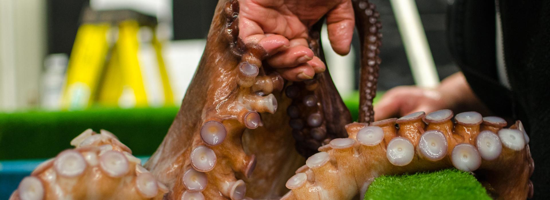 Octopus