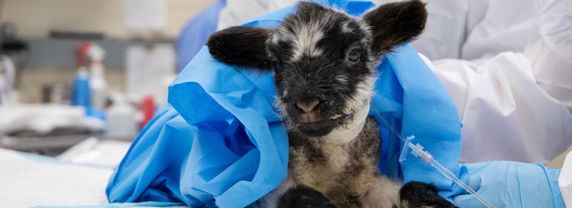 lamb getting medical care