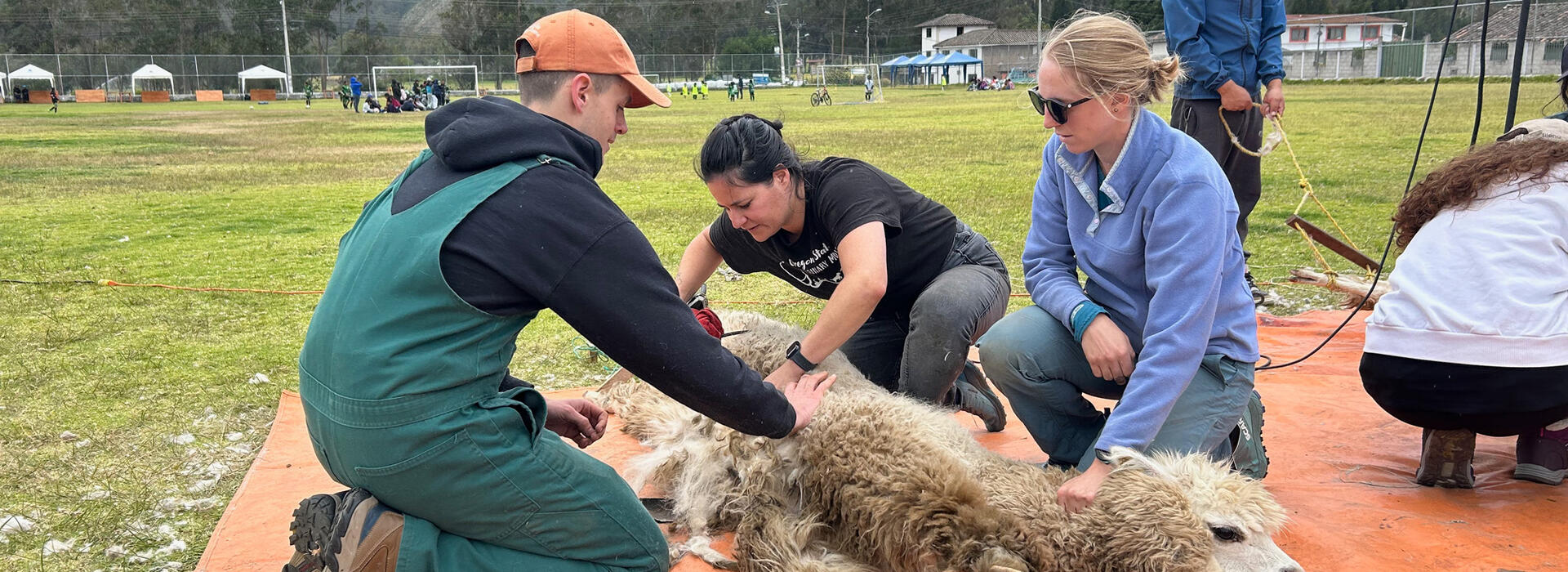 Veterinary students shear an alpaca