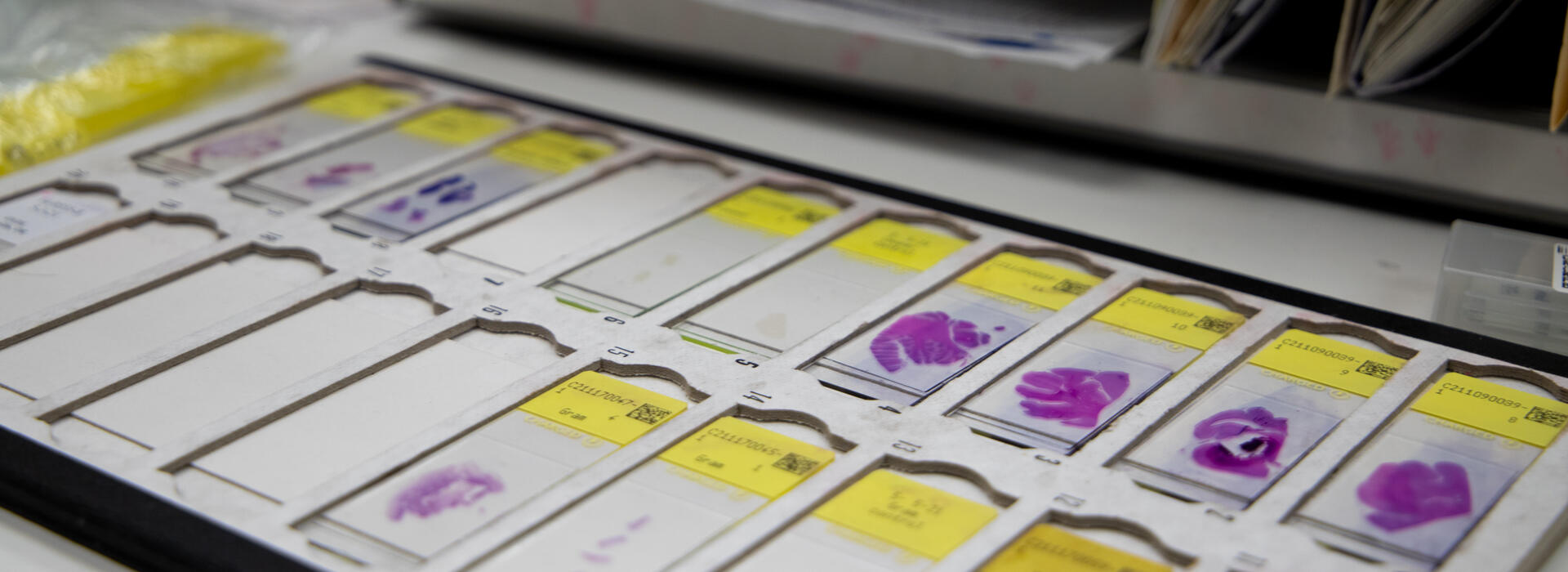 Histology slides