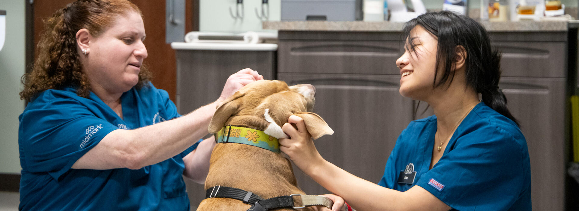 Veterinarian and technician examine a dog.