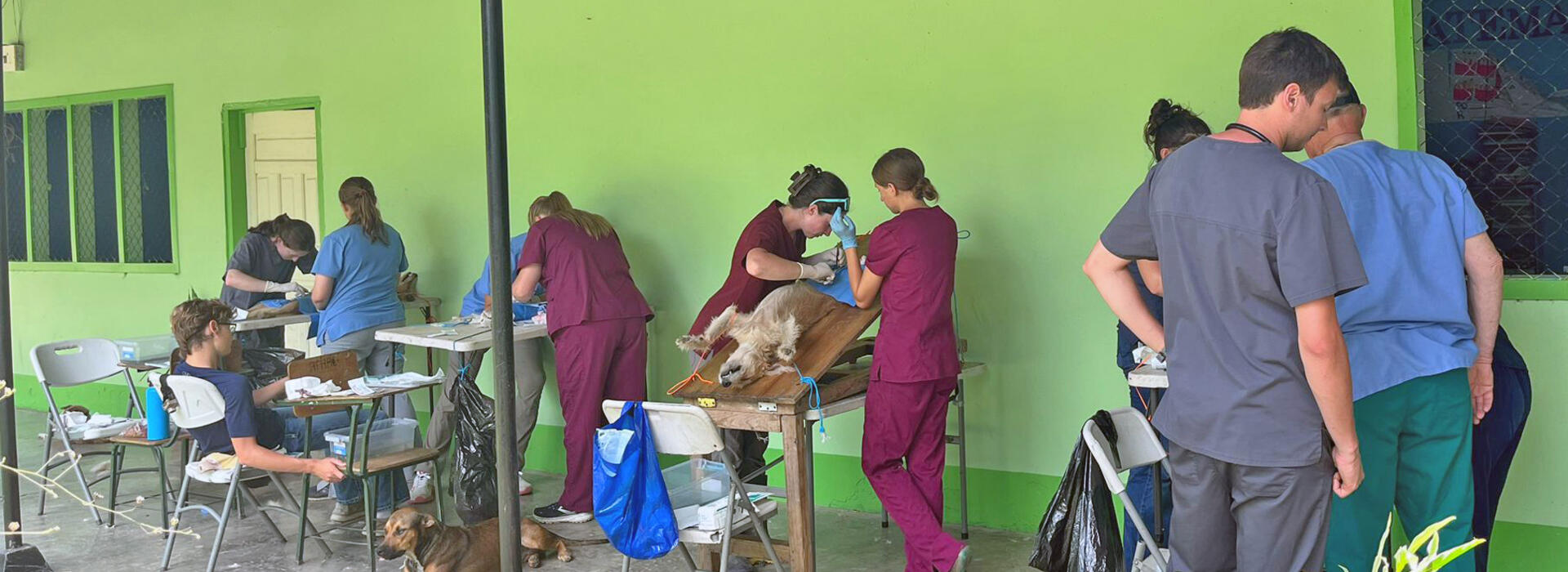 Veterinary students perform spays and neuters