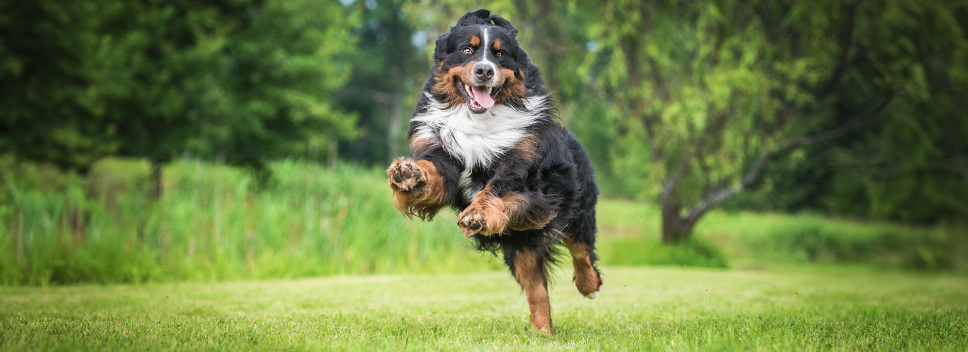 Happy bernese mountain dog running in a yard.