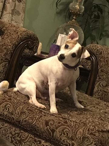 Jack Russel Terrier with brown ears sitting with head tilted on brown chair