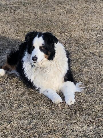 Black and white dog lying on ground.