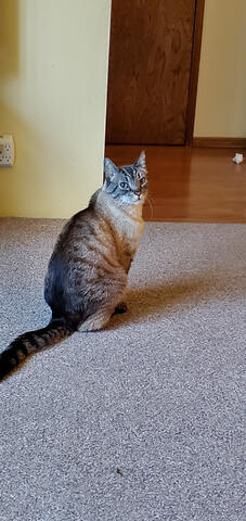 Brown and grey cat on grey carpet