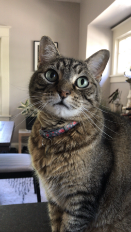 Manx cat looking up at the camera with pale green eyes. 