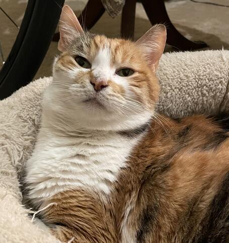 Brown and white cat sitting in a dog bed on the floor