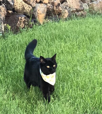 Black cat with white scarf standing outside in the grass
