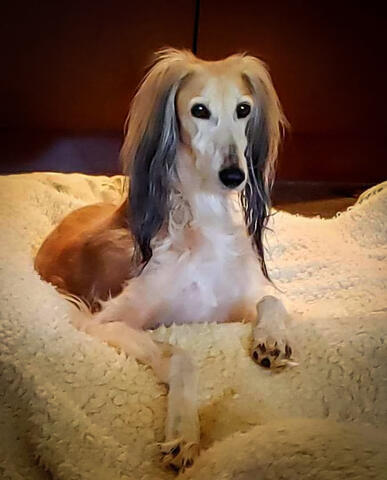 Light brown and white dog with long ears laying on a blanket