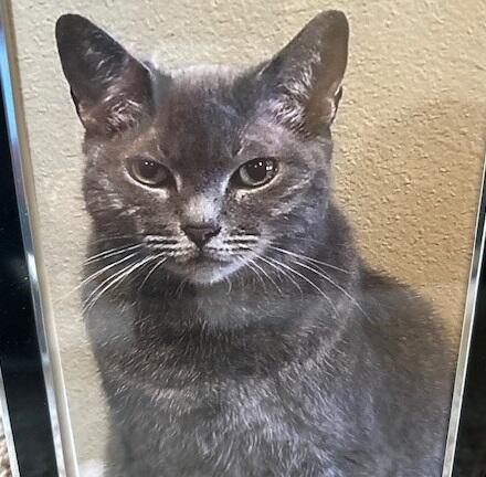 Small dark gray cat
