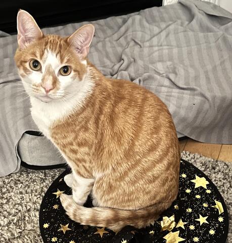 Orange cat with dark orange stripes sitting on a matt on the carpet