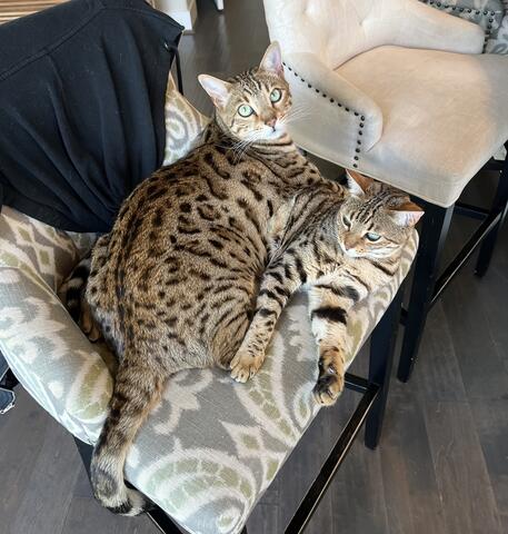 Light brown cat with dark brown spots and stripes laying on a chair 