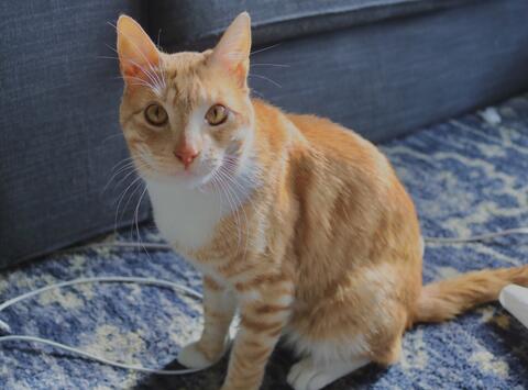 Orange cat with white chest