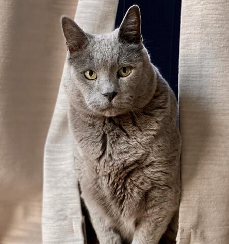 Grey cat sitting on the floor in front of curtains