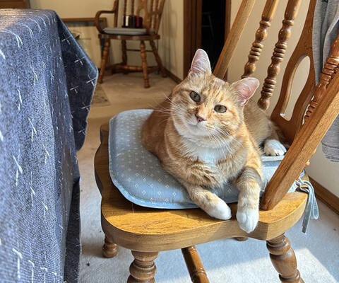Orange cat on a chair