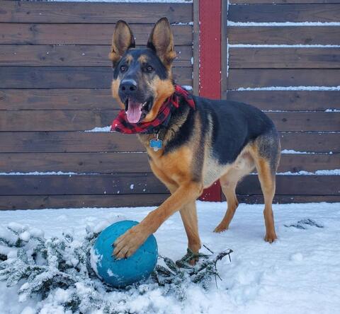 big dog with blue ball
