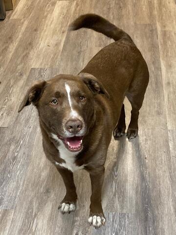 Medium brown dog looking at the camera