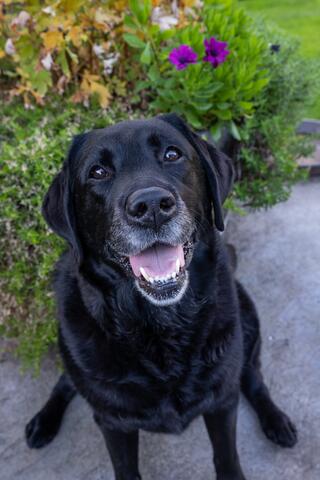 Black dog sitting in front of a flower patch outside