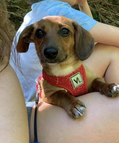 Small brown dog wearing a red harness 