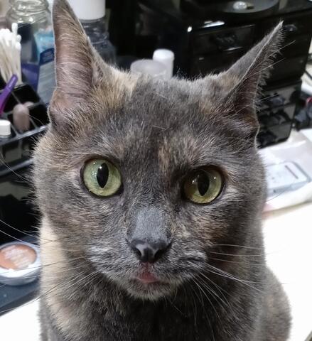 Dark grey cat sitting on a table with their tongue sticking out