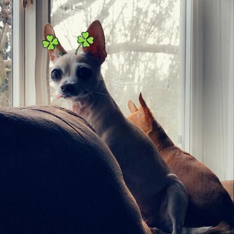 small dog with a filter
