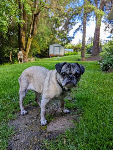 Older Pug with light tan fur, standing on a dirt patch in a grassy field