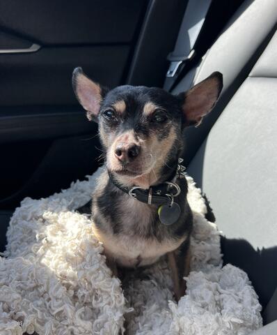 Small brown and black dog sitting in a blanket in a car