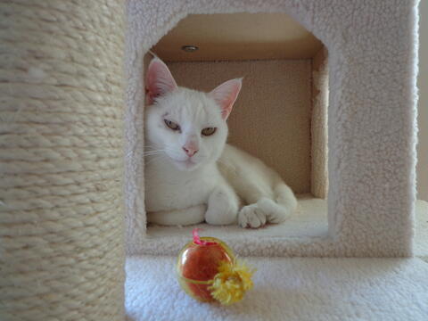 White cat laying down inside a cat play structure