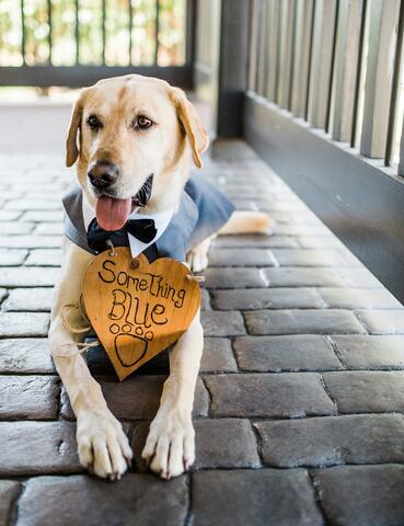 Golden brown dog laying down on a brick patio outside with a "Something Blue" sign attached to their collar