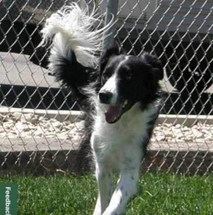 Black and white dog Bode