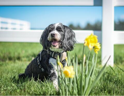 Small black and white dog laying out in the sunshine in the grass with some yellow flowers