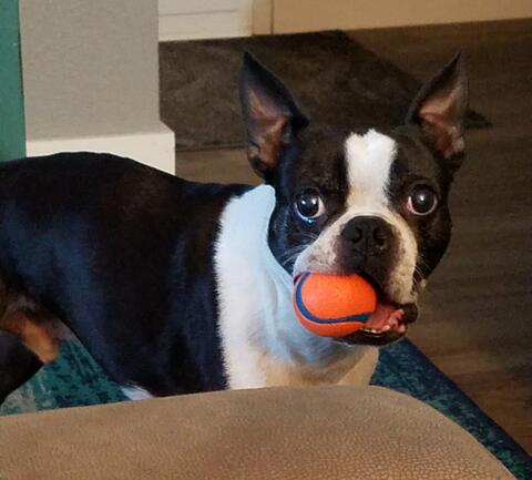 Small black and white dog with an orange tennis ball in it's mouth