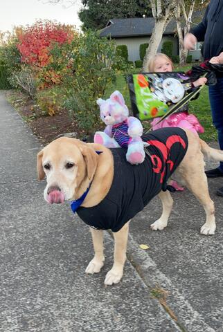 Medium dog with light brown fur wearing a black wrap with a teddy bear sitting on its back