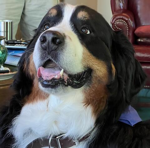 Brown, black, and white dog 