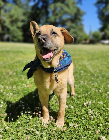 Small brown dog wearing a bandana standing out in the sun