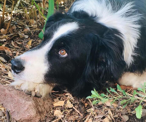 black and white dog