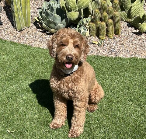 Fluffy brown dog sitting in the grass in the sun next to some cacti