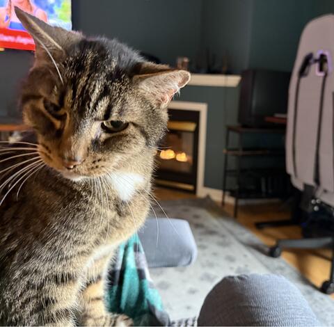 Black and brown cat sitting on the couch and staring at the camera