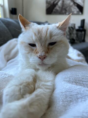 Light haired cat sitting on a white blanket