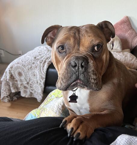 Light brown dog sitting on the couch