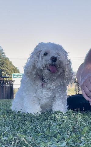 Small, white, curly haired dog sitting outside on the grass