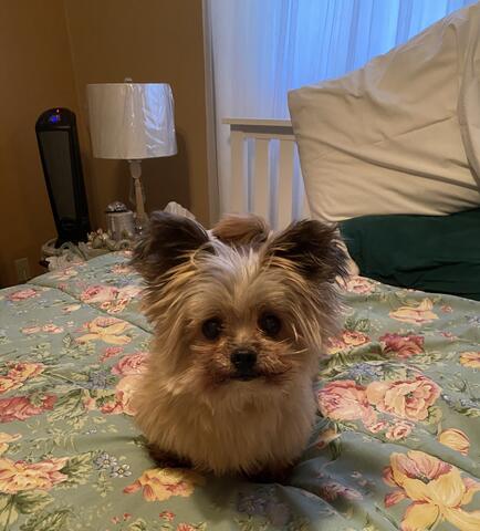 Small fluffy dog sitting on a flower patterned bed